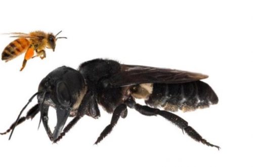 Hilang selama 38 tahun, lebah raksasa ditemukan di Maluku Utara